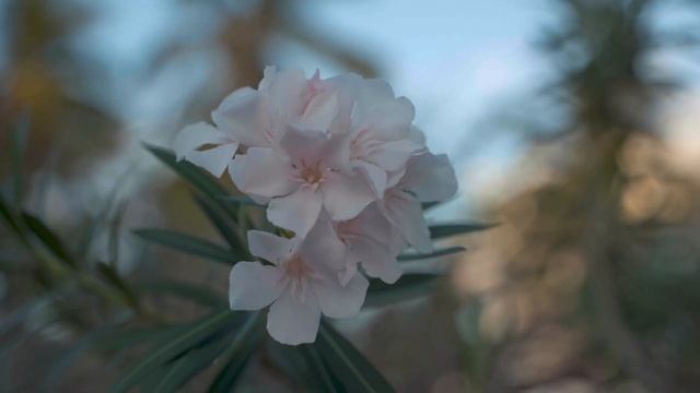 Исцеляющая песня. Аве Мария - на арамейском языке. смотреть онлайн