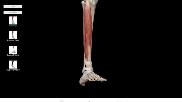 Learn@Visible Body - Plantarflexion and Dorsiflexion смотреть онлайн