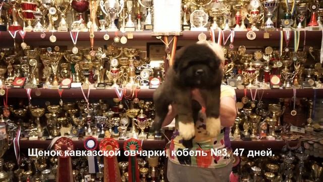 Щенки кавказской овчарки. www.r-risk.ru +7(926) 220-56-03 Татьяна Ягодкина смотреть онлайн