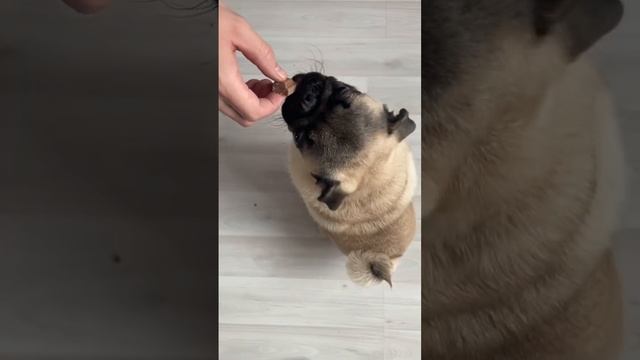 Дегустация собачьего шоколада #мопсКузьма #мопс #кузя #puppy #dog #chocolate смотреть онлайн