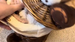 Обзор КСК для хоббихорсов