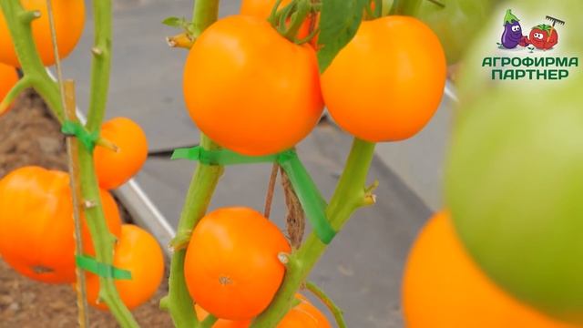 Великолепный сортовой томат со вкусом манго смотреть онлайн