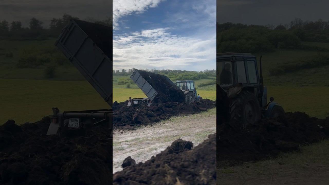 Самый лучший подарок для огородника | Вкусняшка для растений #деревенскаяжизнь #огород #shorts
