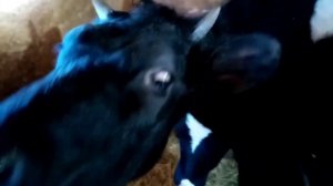 В каком возрасте осеменять тёлку