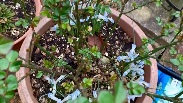 My Garden Diary | Potted Iris 'Frozen Planet' смотреть онлайн