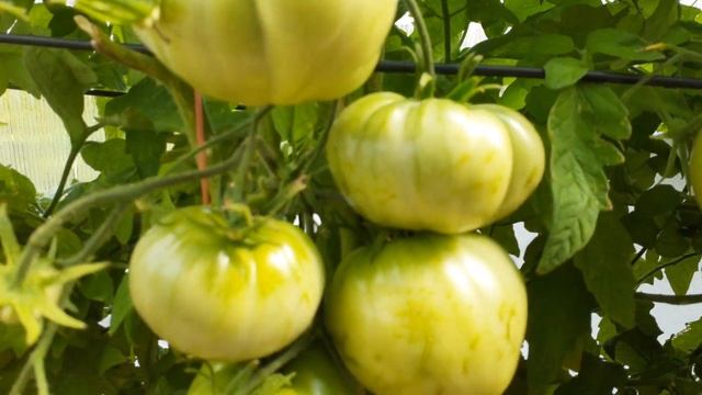 30 ноября 2022 г. смотреть онлайн