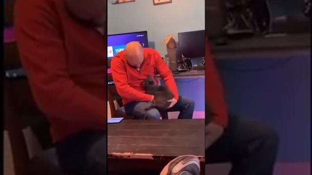 кот соскучился))) смотреть онлайн