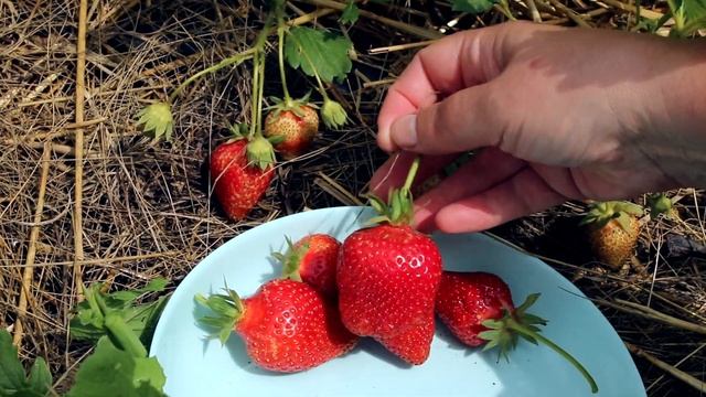Подкормите клубнику этим средством во время цветения! Ягоды размером с яйцо! Подкормки клубники смотреть онлайн