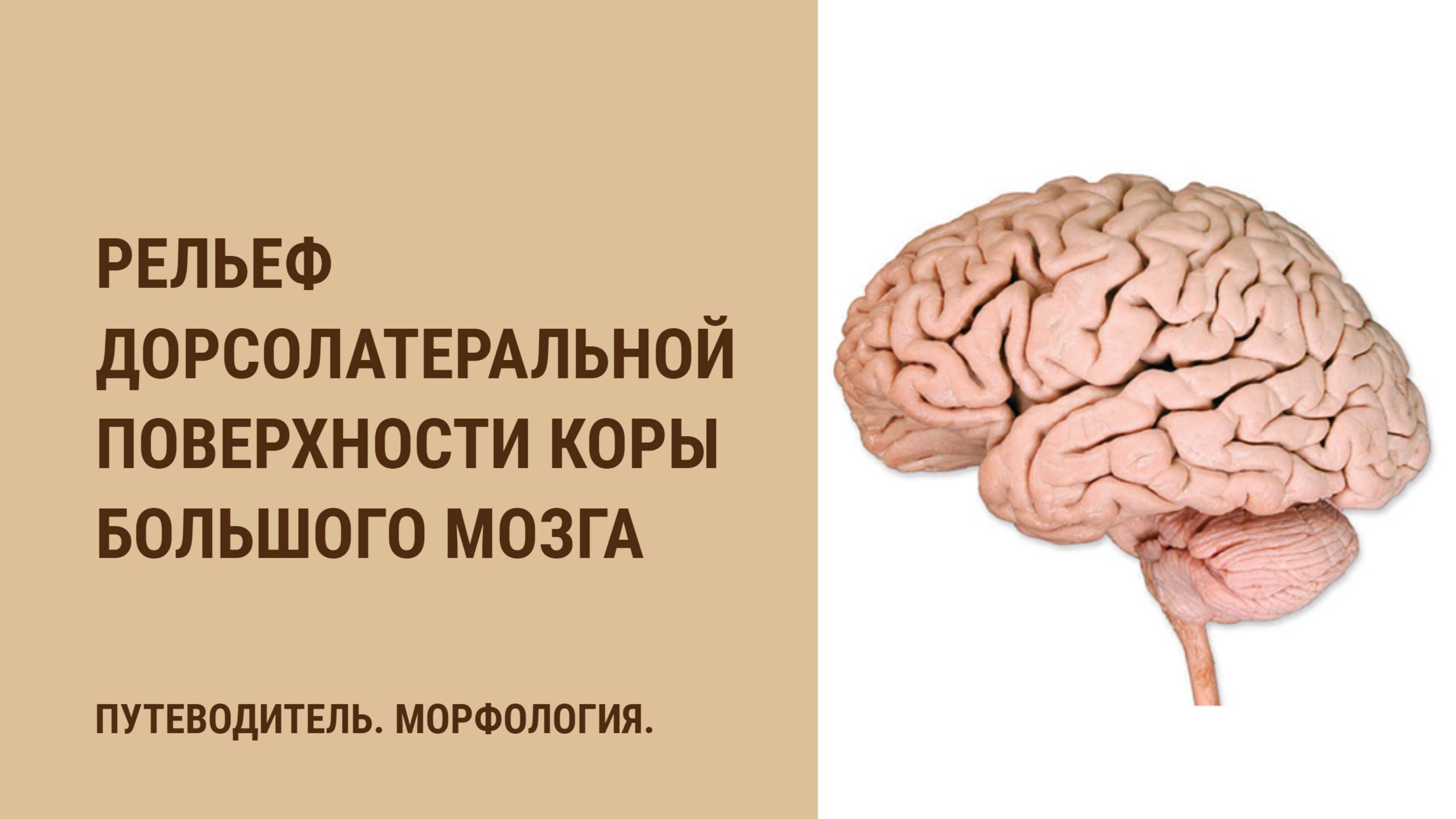 Рельеф дорсолатеральной поверхности коры большого мозга смотреть онлайн