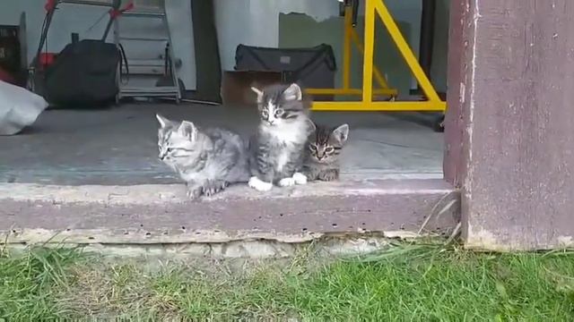 Котята познают внешний мир смотреть онлайн