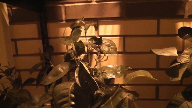 Цвети и пахни, сад балконный ;) смотреть онлайн