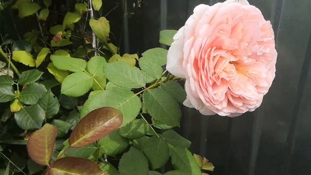 Розы,лилии и жара??? /Немного пересорта/ смотреть онлайн