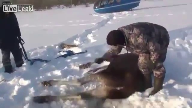 Спасение лося из ледяной воды смотреть онлайн