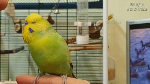 1 из 5 причин не лениться учить попугая говорить смотреть онлайн