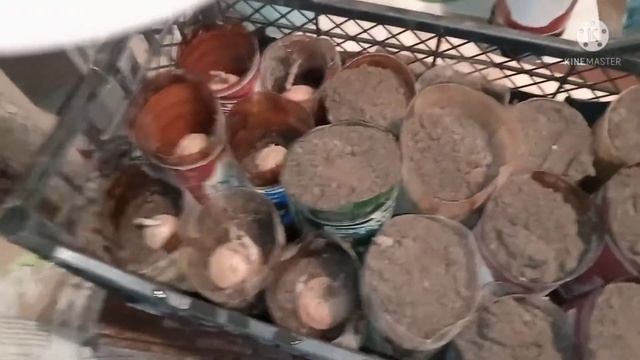 Выращивание раннего картофеля рассадой. смотреть онлайн