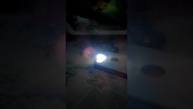 перепелиная ферма видео №2. Овоскопия. смотреть онлайн