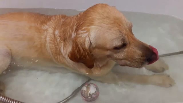 Купание Лабрадора. Собака принимает холодную ванну. смотреть онлайн