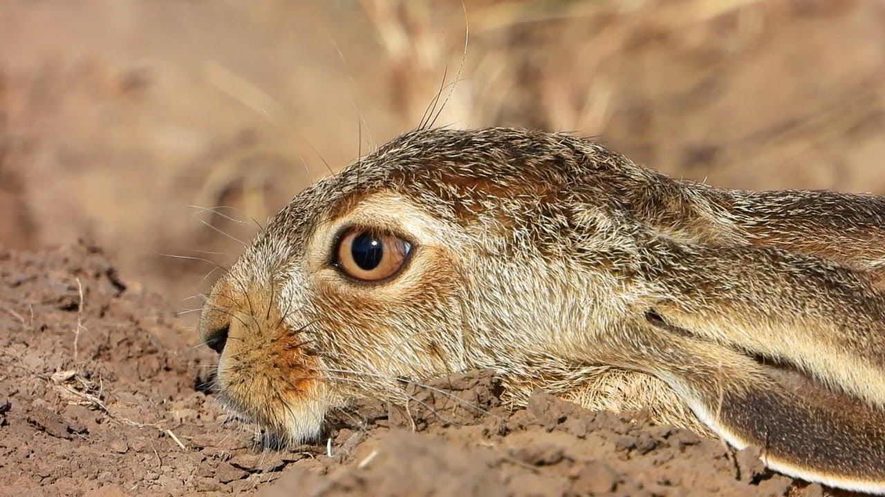 Hares - always keep your eyes open / Зайцы. Вся жизнь начеку смотреть онлайн