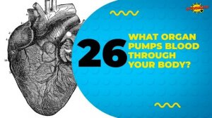Kids Quiz : 50 Things Every Kid Should Know | General Knowledge Quiz for Kids