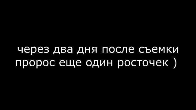 посев бакопы и всходы мимозы стыдливой смотреть онлайн