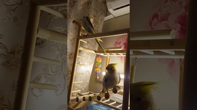 попугаи кореллы Ромка и Аркашка - на игровом стенде...