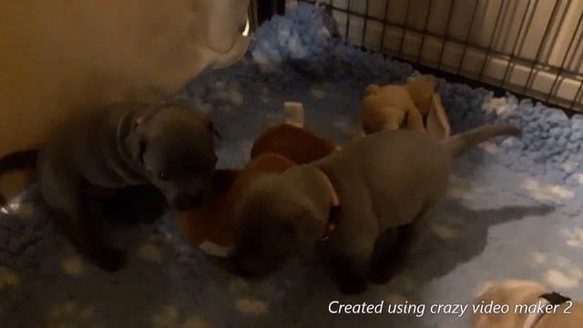 Blauwe Stafford pups groeien heel snel :) Голубые щенки Стаффорда растут как грибы :) смотреть онлайн