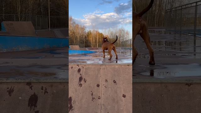 Тренируем питбуля #питбультерьер #pitbull #dog смотреть онлайн
