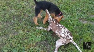 Клип "Эрдельтерьер Бусинка"  Песня Эрдельтерьер (муз., сл. Н. и И. Нужины), исполняет Люц Василиса.