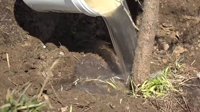 Озеленяют экопарк смотреть онлайн