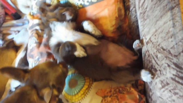 А у нас ТИХИЙ час ))) Щенки породы ЧИХУАХУА 05/09/2021 года / купить щенка чихуа в питомнике РКФ смотреть онлайн