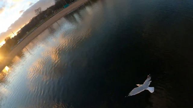 FPV погоня за чайками над озером смотреть онлайн
