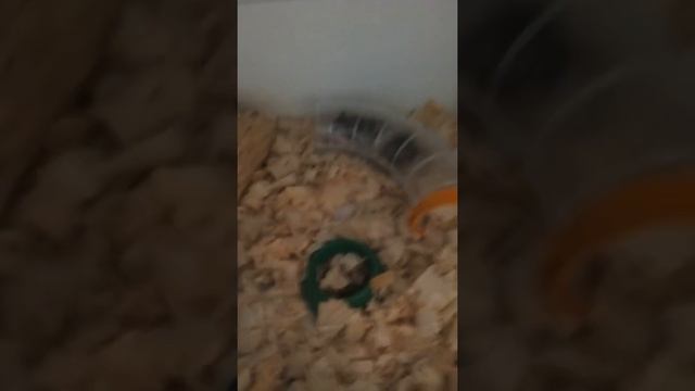 Маленькие джунгарики смотреть онлайн