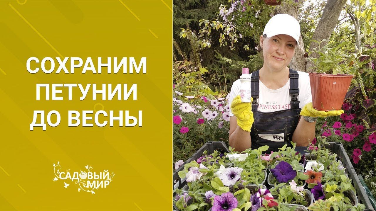 Сохраним самые красивые петунии до весны. Выращивание из черенков. смотреть онлайн