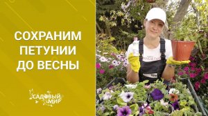 Сохраним  самые красивые петунии до весны. Выращивание из черенков.