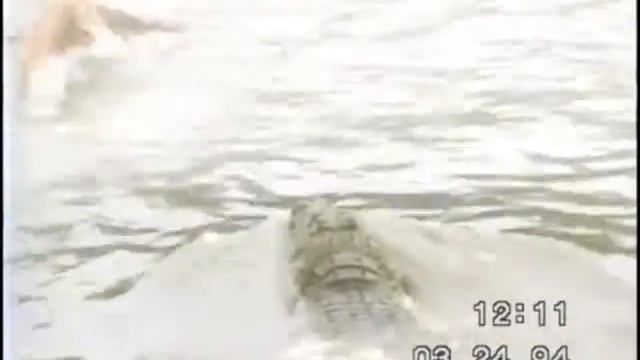 Крокодил напал на человека смотреть онлайн