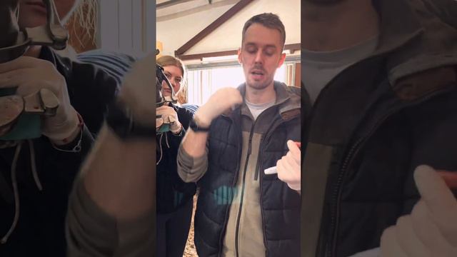 Интересный случай у здоровой лошади смотреть онлайн