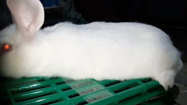 Хиколь / Белый Паннон в разведение и на промышленных целей l Hycole Russia смотреть онлайн