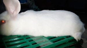 Хиколь / Белый Паннон в разведение и на промышленных целей l Hycole Russia