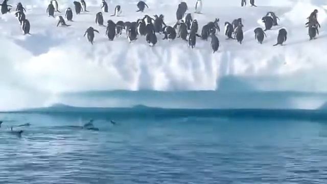 Пингвины выпрыгивают из воды#penguins#fly смотреть онлайн