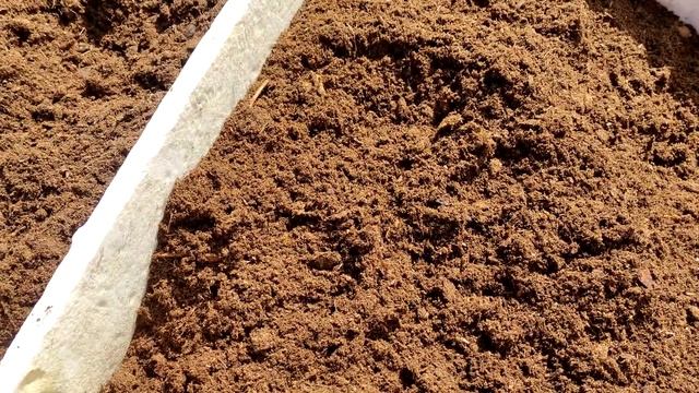 Как получить ХОРОШИЙ маточный корень малины смотреть онлайн