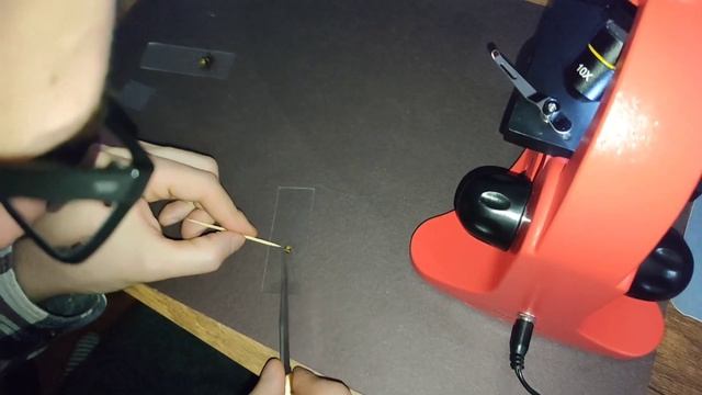 Голова осы под микроскопом?/Wasp head under microscope смотреть онлайн