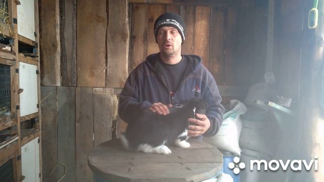 Кролики породы ФРАНЦУЗСКИЙ БАРАН. Стандарты породы. смотреть онлайн