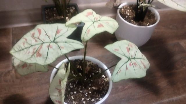 Каладиумы. Уход за каладиумоми. смотреть онлайн