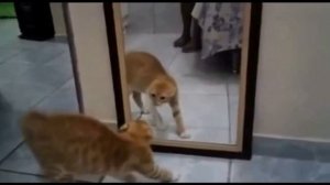 Как пукают ,какают и кидаются какашками животные