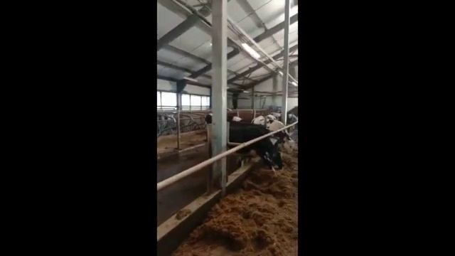 племенные нетели голштинской породы апрель SD 480p смотреть онлайн