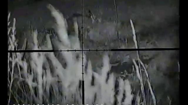 Ночная охота на зайца, 4 шт на одном огороде. смотреть онлайн