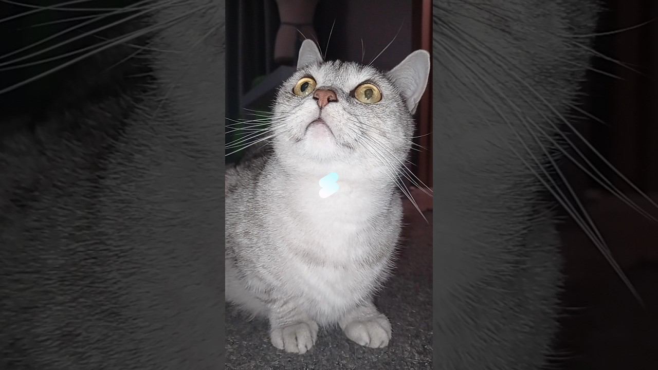 Котик цветок! #рекомендации #minecraft #котики #милота #shorts #short смотреть онлайн