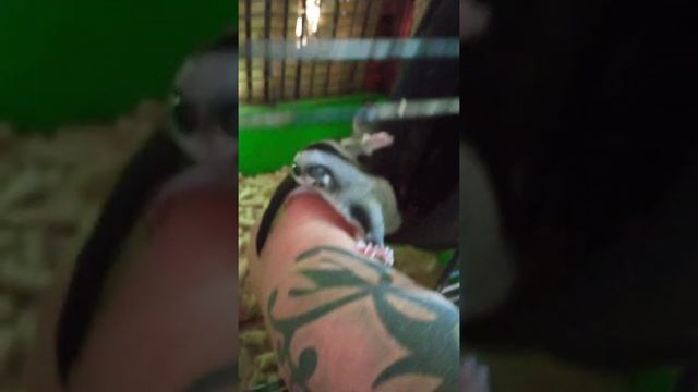 малыши белки летяги смотреть онлайн