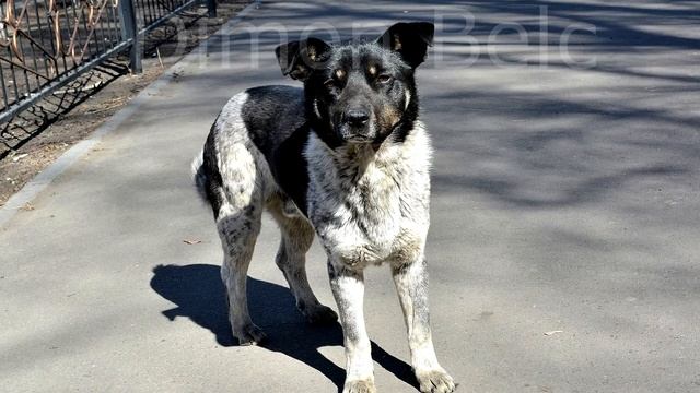 Старость не радость. Как стареет собака. Скрытые признаки старения собаки. Болезни собак. смотреть онлайн