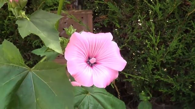 Lavatera смотреть онлайн